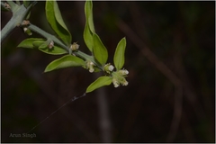 Azima tetracantha